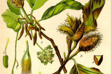 Plant-Illustration-of-Beech-nut-plant