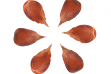 Seeds-of-beechnut-plant