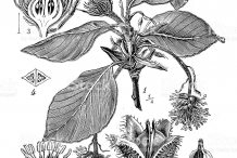 Sketch-of-Beech-nut-plants