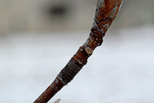 Twig-of-Beechnut-Plant