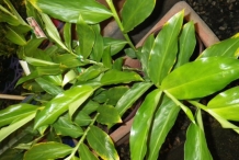 Beehive-ginger-leaves