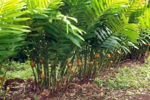 Beehive-ginger-plant