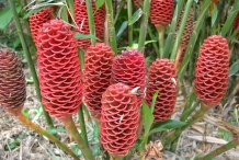 Beehive-ginger
