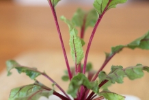 Beet-Greens-plant