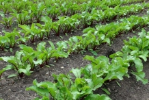 Beetroot-farm