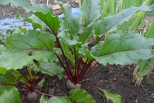 Beetroot-plant