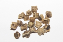 Beetroot-seeds