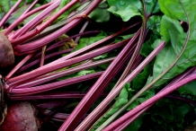 Beetroot-stem