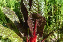 Leaves-of-Beetroot