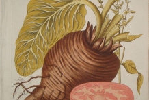 Plant-illustration-of-Beetroot