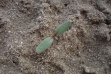Seedlings-of-Beetroot