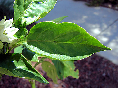 Bell-pepper-leaves