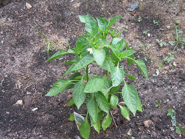 Bell-pepper-plant