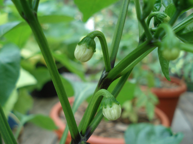 Bell-pepper-stem-and-buds