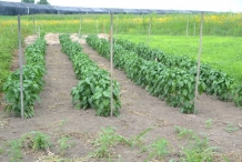 Bell-pepper-farm