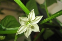 Bell-pepper-flowers