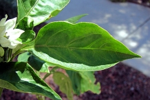 Bell-pepper-leaves