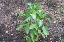 Bell-pepper-plant