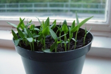 Bell-pepper-seedlings