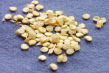 Bell-pepper-seeds