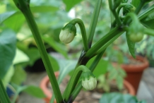 Bell-pepper-stem-and-buds