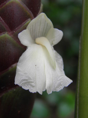 Closer-view-of-flower-of-Bengal-Ginger