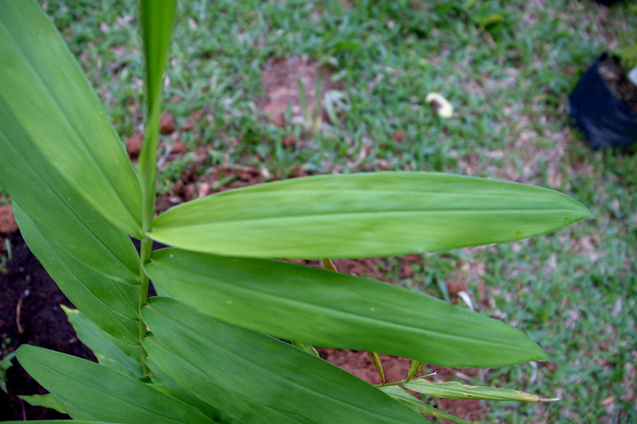 Leaves-of-Bengal-Ginger