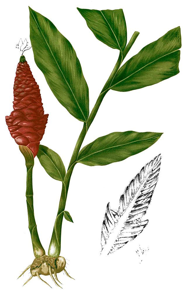 Plant-Illustration-of-Bengal-Ginger