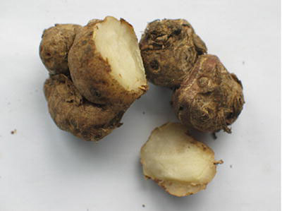 Rhizome-of-Bengal-Ginger