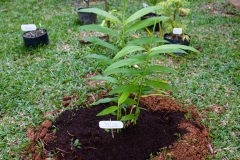 Bengal-Ginger-plant