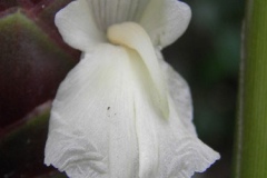 Closer-view-of-flower-of-Bengal-Ginger