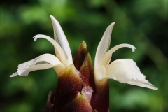 Flower-of-Bengal-Ginger