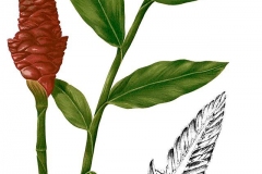 Plant-Illustration-of-Bengal-Ginger