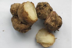 Rhizome-of-Bengal-Ginger