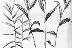 Sketch-of-Bengal-Ginger