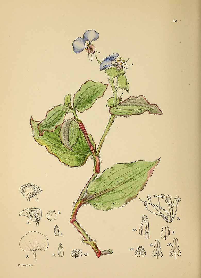 Plant-Illustration-of-Benghal-dayflower