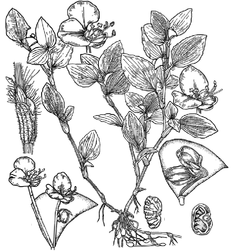 Sketch-of-Benghal-dayflower
