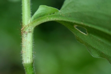 Stem-of-Benghal-dayflower