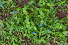 Benghal-dayflower-Plants-growing-wild