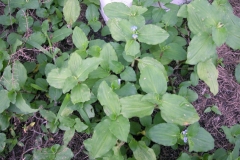 Benghal-dayflower-plant