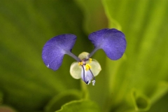 Flower-of-Benghal-dayflower