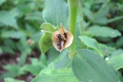 Fruits-of-Benghal-dayflower
