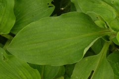 Leaves-of-Benghal-dayflower