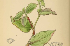 Plant-Illustration-of-Benghal-dayflower