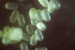 Pollen-grains-of-Benghal-dayflower