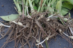 Roots-of-Benghal-dayflower