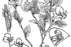 Sketch-of-Benghal-dayflower
