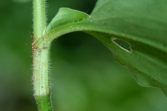 Stem-of-Benghal-dayflower