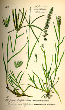 Plant-Illustrations-of-Bermuda-Grass