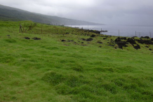 Bermuda-Grass--growing-wild